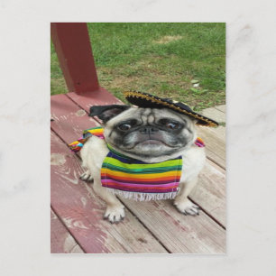 Mexicaanse Pug Briefkaart