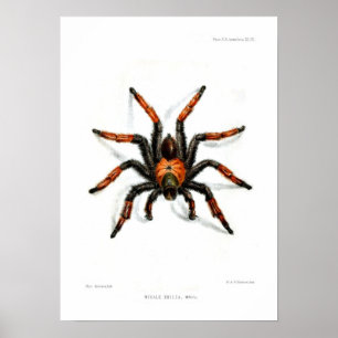 Mexicaanse rode beentartula poster