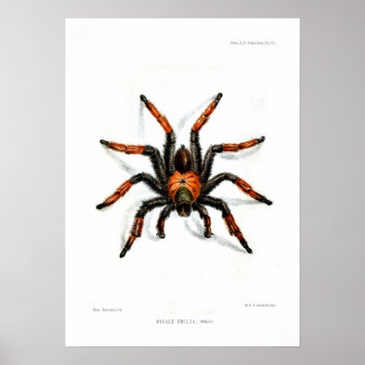 Mexicaanse rode beentartula poster (Voorkant)