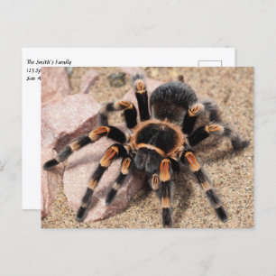 Mexicaanse rode knie Tarantula Spider Briefkaart