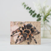 Mexicaanse rode knie Tarantula Spider Briefkaart (Staand voorkant)