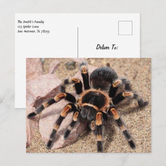Mexicaanse rode knie Tarantula Spider Briefkaart (Voorkant / Achterkant)