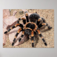 Mexicaanse rode knie Tarantula Spider