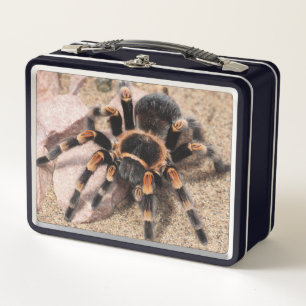 Mexicaanse rode knie Tarantula spin