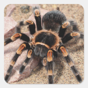 Mexicaanse rode knie Tarantula spin Vierkante Sticker