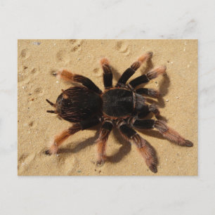 Mexicaanse roze Tarantula Briefkaart