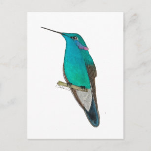 Mexicaanse Violetoorkolibrie Briefkaart