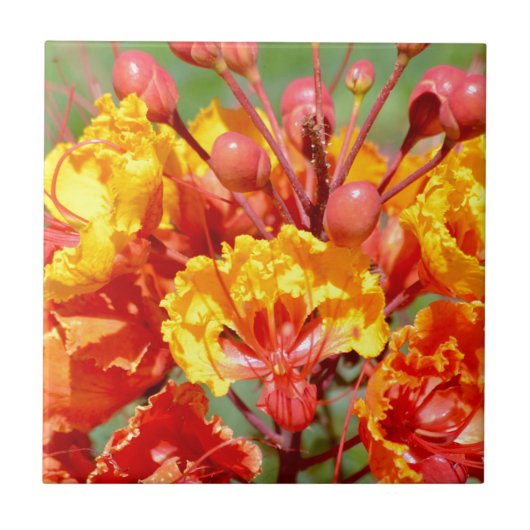 Mexicaanse vogel van het Paradijs Tegeltje (Voorkant)