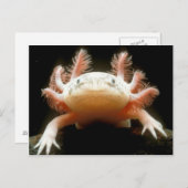 Mexicaanse Walking Fish Briefkaart (Voorkant / Achterkant)