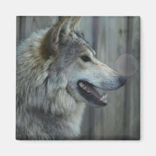 Mexicaanse wolf magneet