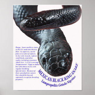 Mexicaanse zwarte koning Snake Poster