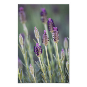 Mexican Lavender Foto Afdruk