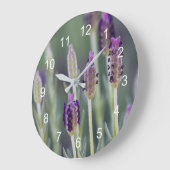 Mexican Lavender Grote Klok (Hoek)