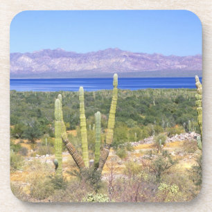 Mexico, Baja California Sur, Cardon Cactus bij Bier Onderzetter