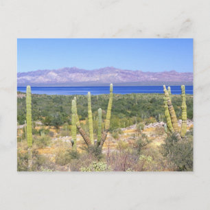 Mexico, Baja California Sur, Cardon Cactus bij Briefkaart