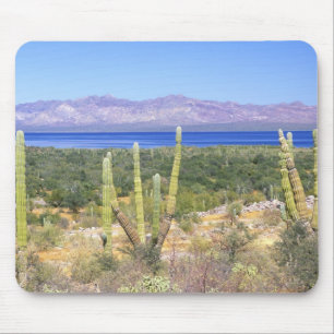 Mexico, Baja California Sur, Cardon Cactus bij Muismat