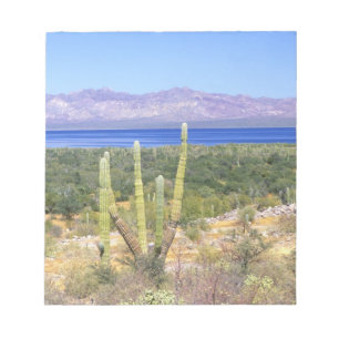 Mexico, Baja California Sur, Cardon Cactus bij Notitieblok