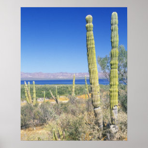 Mexico, Baja California Sur, Mulege, Bahia Poster