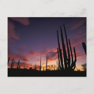 Mexico, Baja del Norte, Catavina Desert National 3 Briefkaart