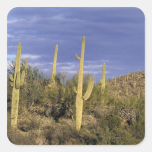 Mexico, Baja del Norte, Catavina woestijn nationaa Vierkante Sticker