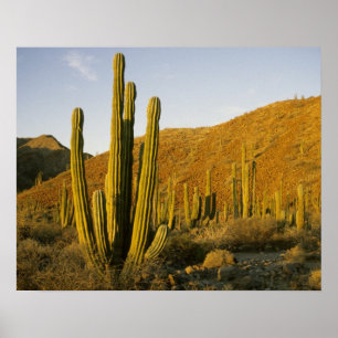 Mexico, Baja, eiland Santa Catalina, zee Poster