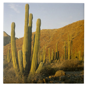 Mexico, Baja, eiland Santa Catalina, Zee van Tegeltje