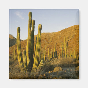 Mexico, Baja, Santa Catalina-eiland, Zee van Magneet