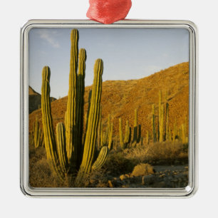 Mexico, Baja, Santa Catalina-eiland, Zee van Metalen Ornament