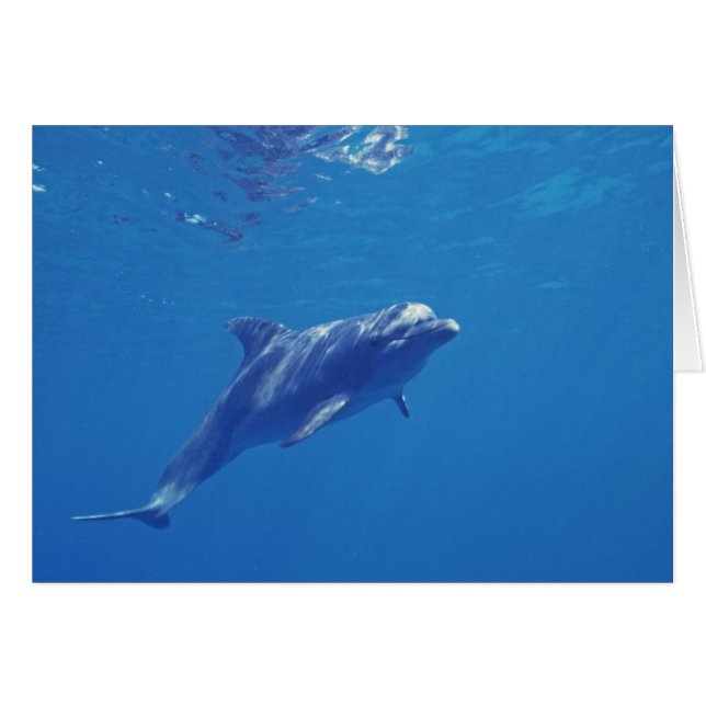 Mexico, Cozumel. Bottlenosed Dolphin (Voorkant Horizontaal)