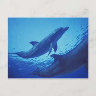 Mexico, Cozumel. Dolfijn met flensoren, Tursiops Briefkaart
