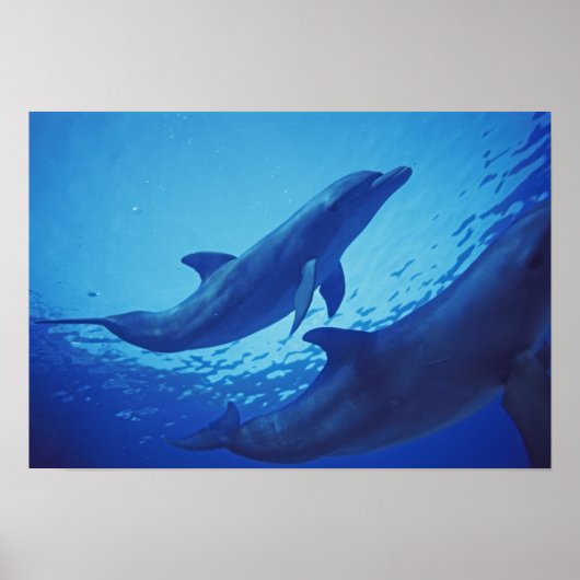 Mexico, Cozumel. Dolfijn met flensoren, Tursiops Poster (Voorkant)