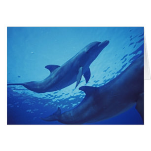 Mexico, Cozumel. Tuimelaar, Tursiops