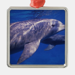 Mexico, Cozumel. Tuimelaar, Tursiops 2 Metalen Ornament