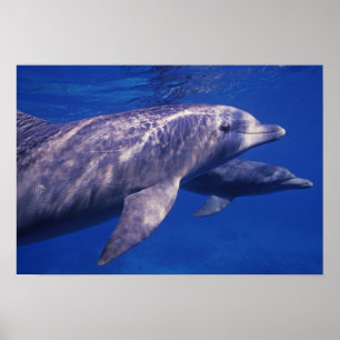 Mexico, Cozumel. Tuimelaar, Tursiops 2 Poster