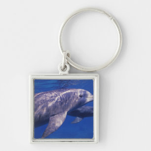 Mexico, Cozumel. Tuimelaar, Tursiops 2 Sleutelhanger