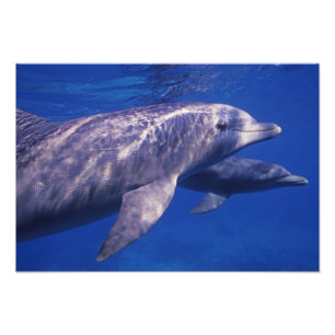 Mexico, Cozumel. Tuimelaar, Tursiops 3 Foto Afdruk