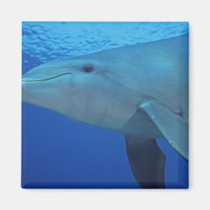 Mexico, Cozumel. Tuimelaar, Tursiops 4 Magneet