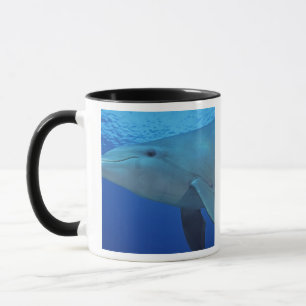 Mexico, Cozumel. Tuimelaar, Tursiops 4 Mok