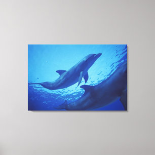 Mexico, Cozumel. Tuimelaar, Tursiops Canvas Afdruk