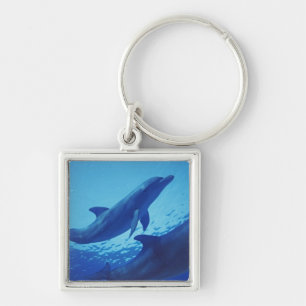 Mexico, Cozumel. Tuimelaar, Tursiops Sleutelhanger