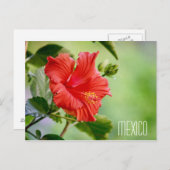Mexico hibiscus flower briefkaart (Voorkant / Achterkant)
