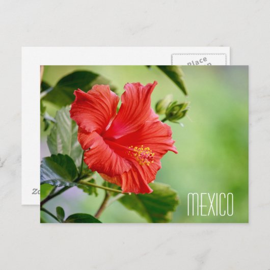 Mexico hibiscus flower briefkaart (Voorkant / Achterkant)