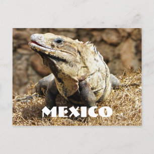 Mexico Reptile Wild Iguana Briefkaart