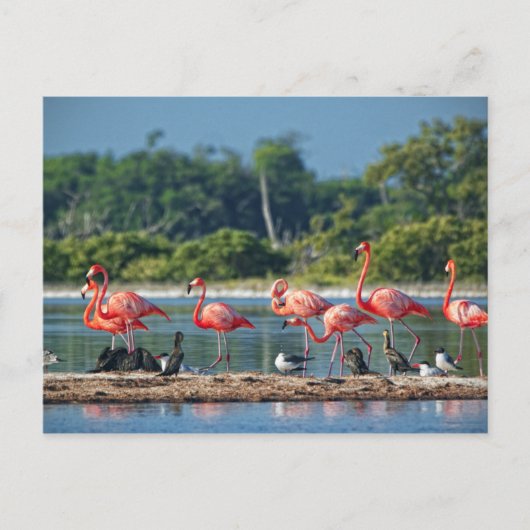 Mexico Rio Lagartos Briefkaart (Voorkant)