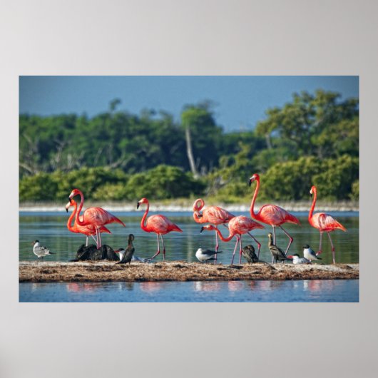 Mexico Rio Lagartos Poster (Voorkant)