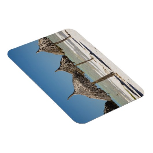 Mexico, schiereiland Yucatan, Progreso. Thatch Magneet (Rechterzijde)