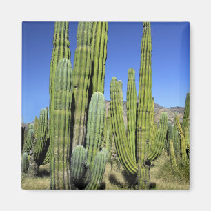 Mexico, Sonora, San Carlos. Saguaro & Organ Pipe Magneet
