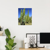 Mexico, Sonora, San Carlos. Saguaro & Organ Pipe Poster (Thuiskantoor)
