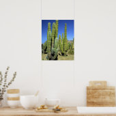 Mexico, Sonora, San Carlos. Saguaro & Organ Pipe Poster (Keuken)
