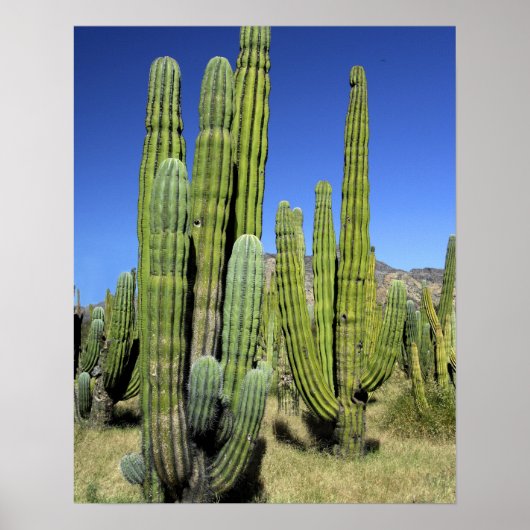 Mexico, Sonora, San Carlos. Saguaro & Organ Pipe Poster (Voorkant)